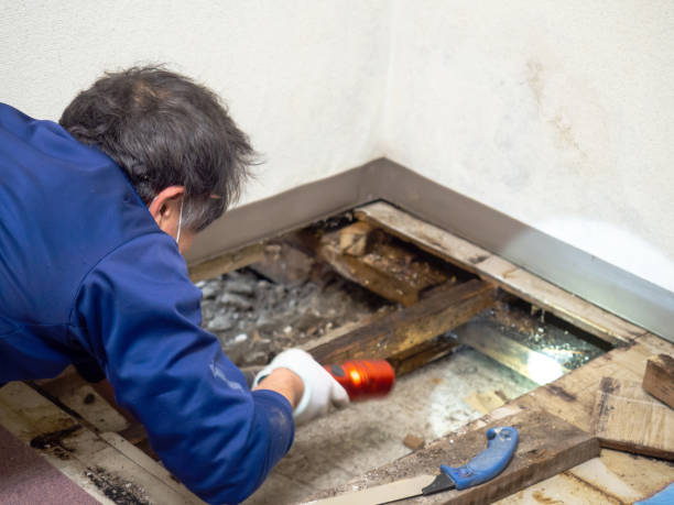 Best Mold Damage Repair  in Glade Spring, VA