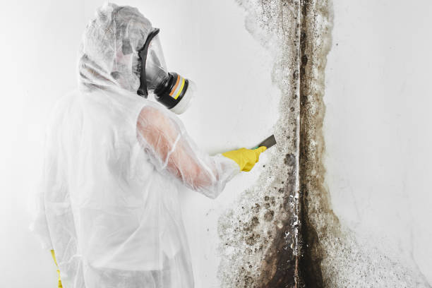 Best Crawl Space Mold Removal  in Glade Spring, VA