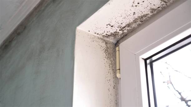 Best Fast Mold Removal  in Glade Spring, VA