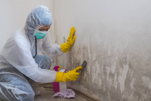 Best Office Mold Removal Services  in Glade Spring, VA
