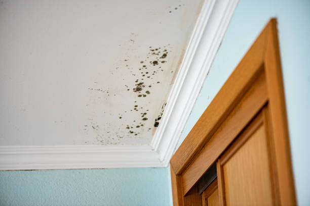 Best Best Mold Removal Companies  in Glade Spring, VA