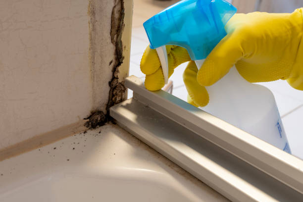 Best Local Mold Removal Service  in Glade Spring, VA
