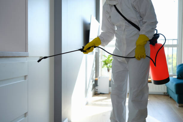 Best Same-Day Mold Removal  in Glade Spring, VA