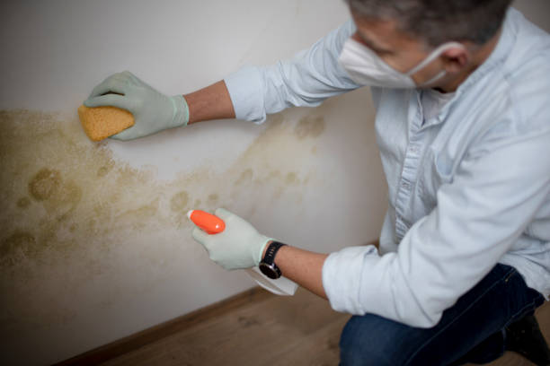 Best Toxic Mold Removal  in Glade Spring, VA
