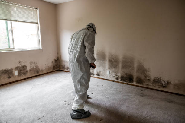 Attic Mold Removal in Glade Spring, VA