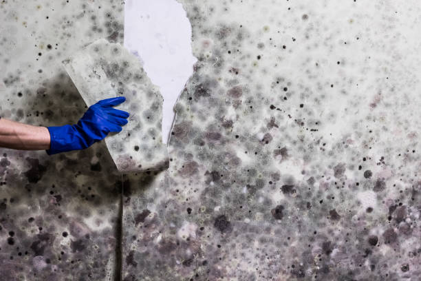 Crawl Space Mold Removal in Glade Spring, VA