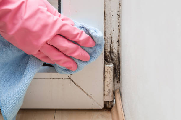 Best Commercial Mold Removal  in Glade Spring, VA